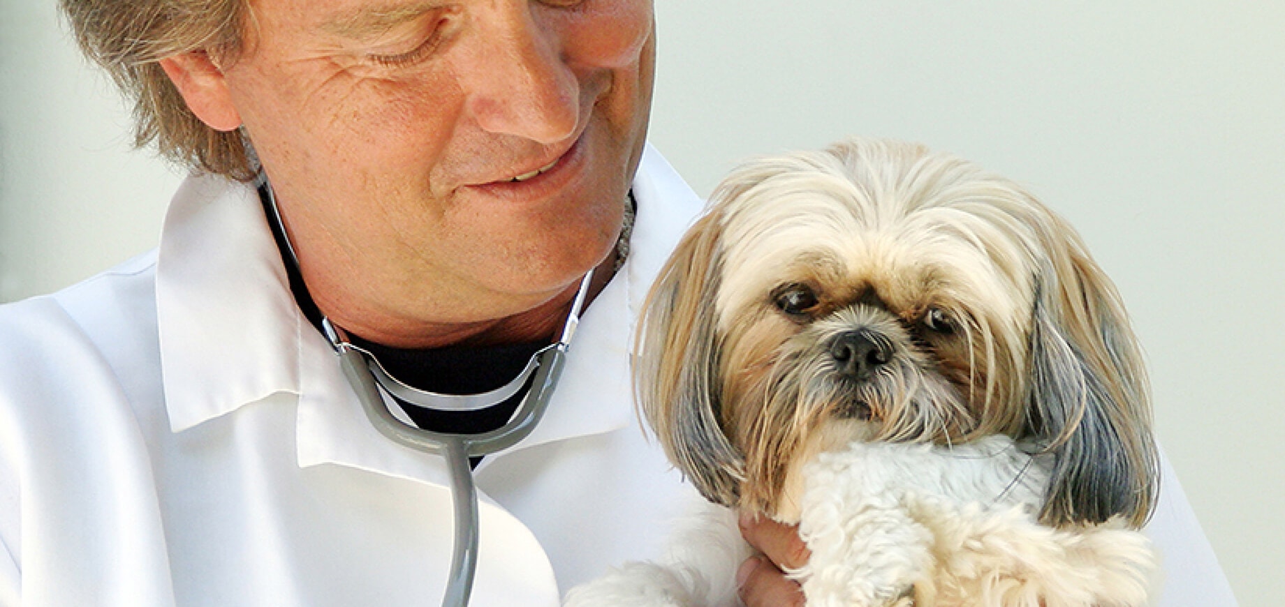 Treating paw pad injuries