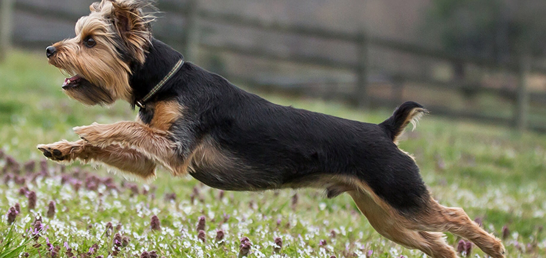 Dog Park Dos and Don’ts