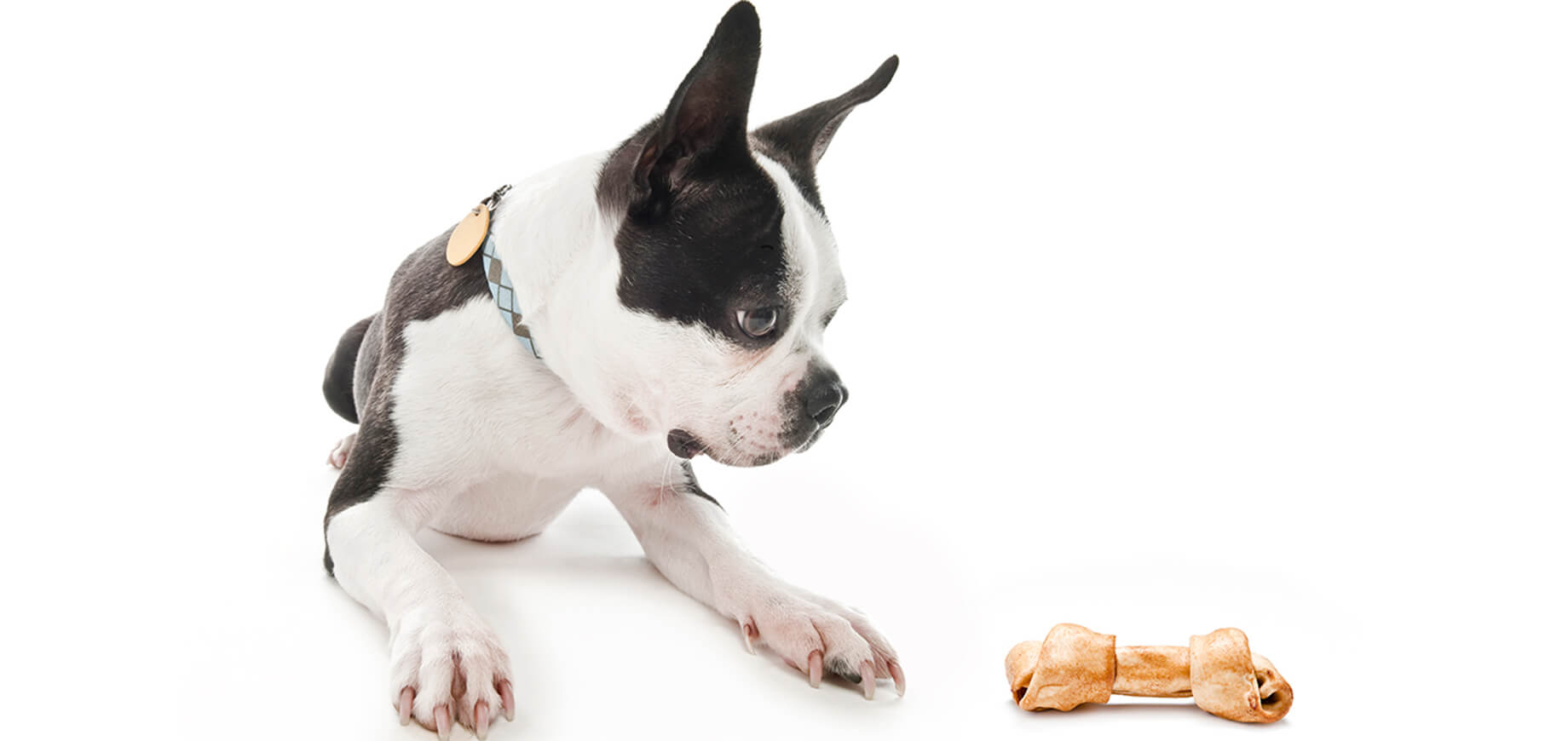 When your puppy arrives