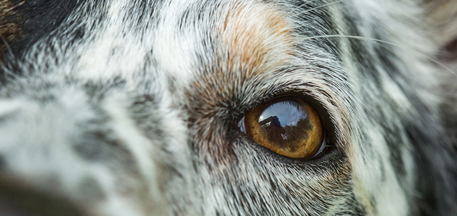 Do dogs see only in black and white?