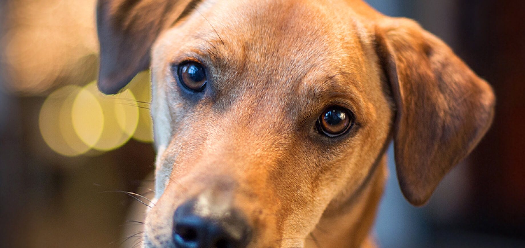 Male & female dogs: Personality differences