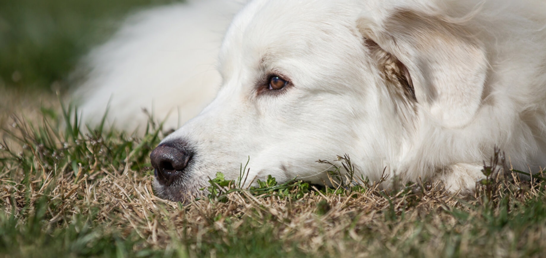 Heat therapy for senior dogs