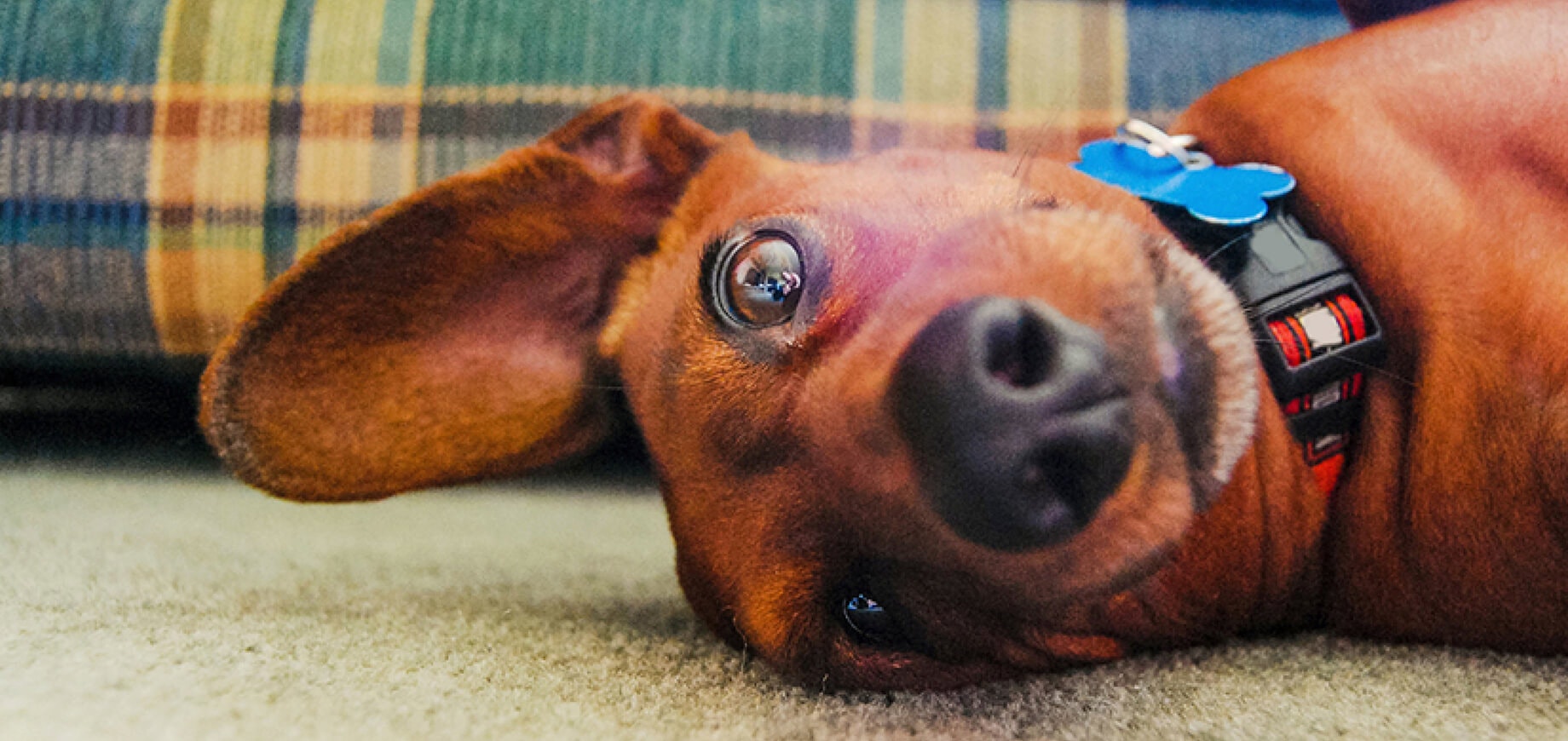 Adopting the right adult dog for you