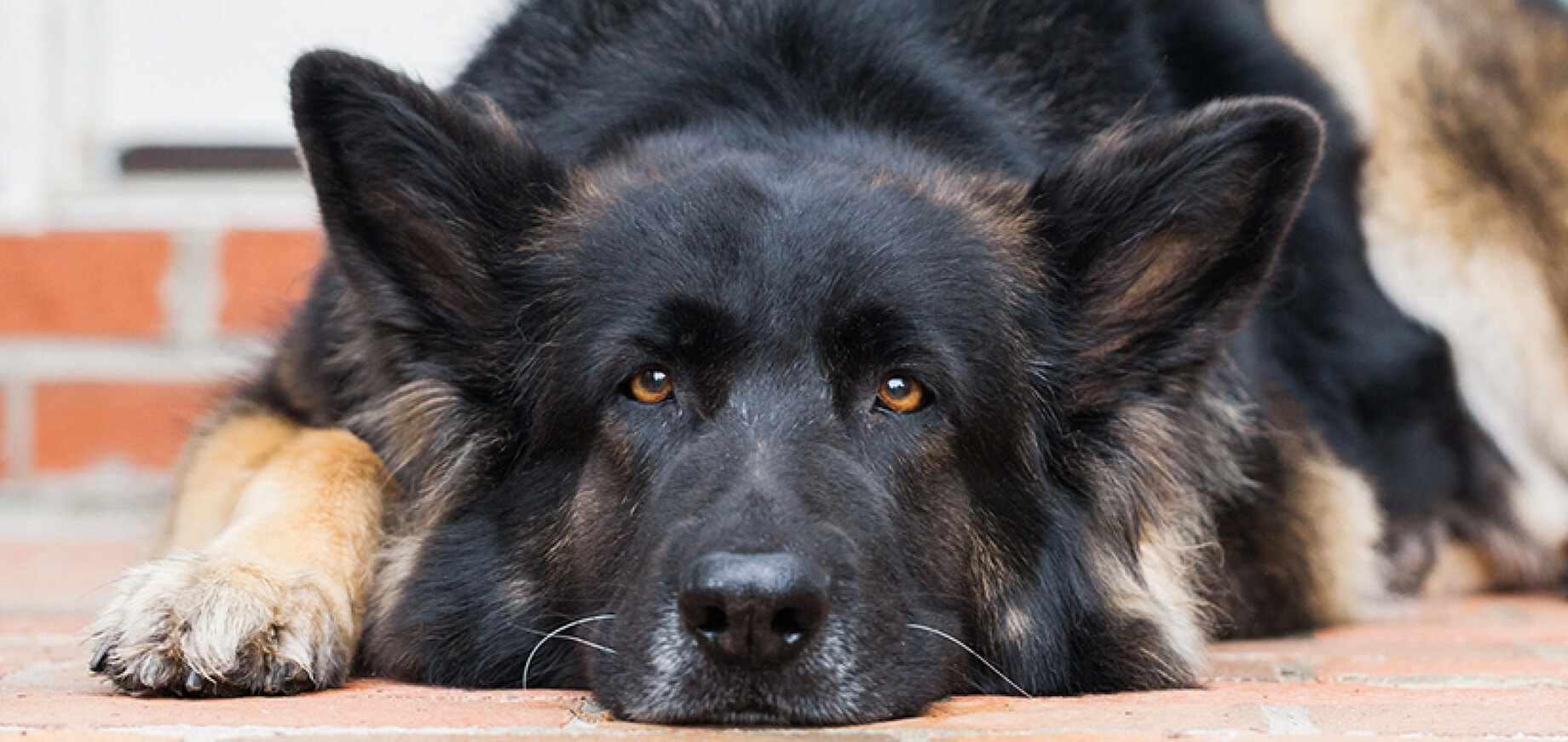 Is your dog (Ho-Hum) bored?