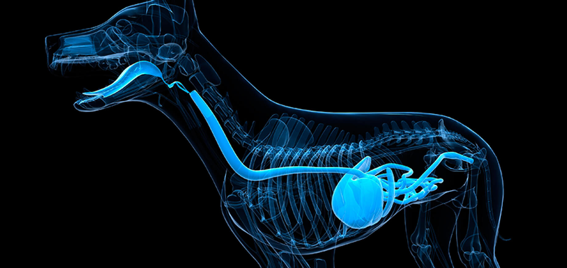 Overcoming canine obesity