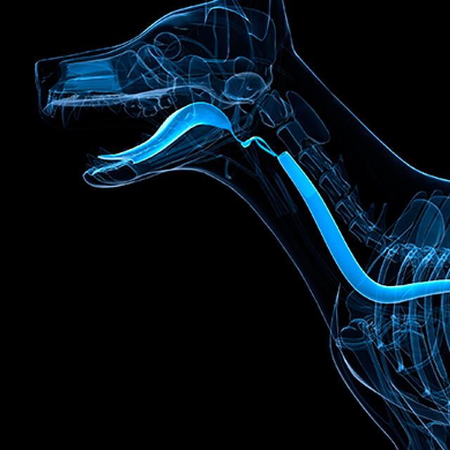 Overcoming canine obesity