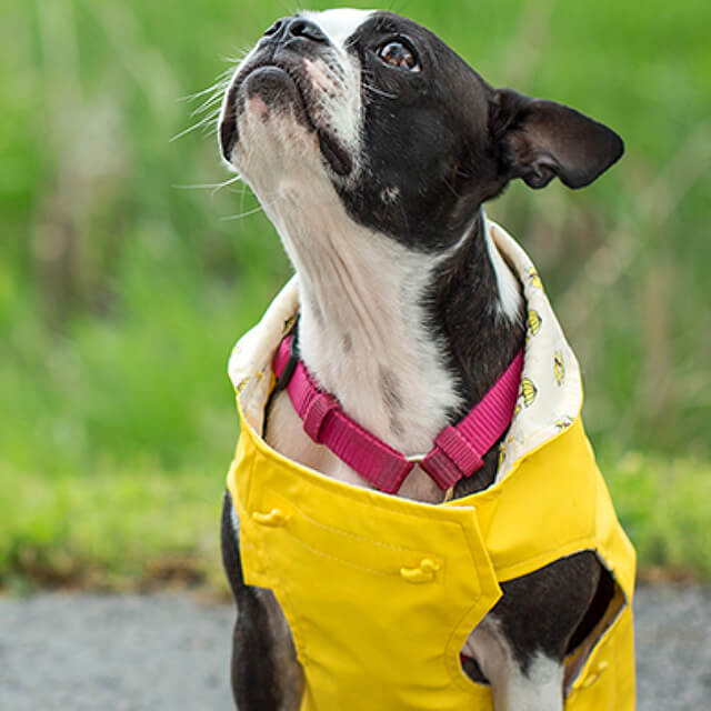 Finding a good groomer