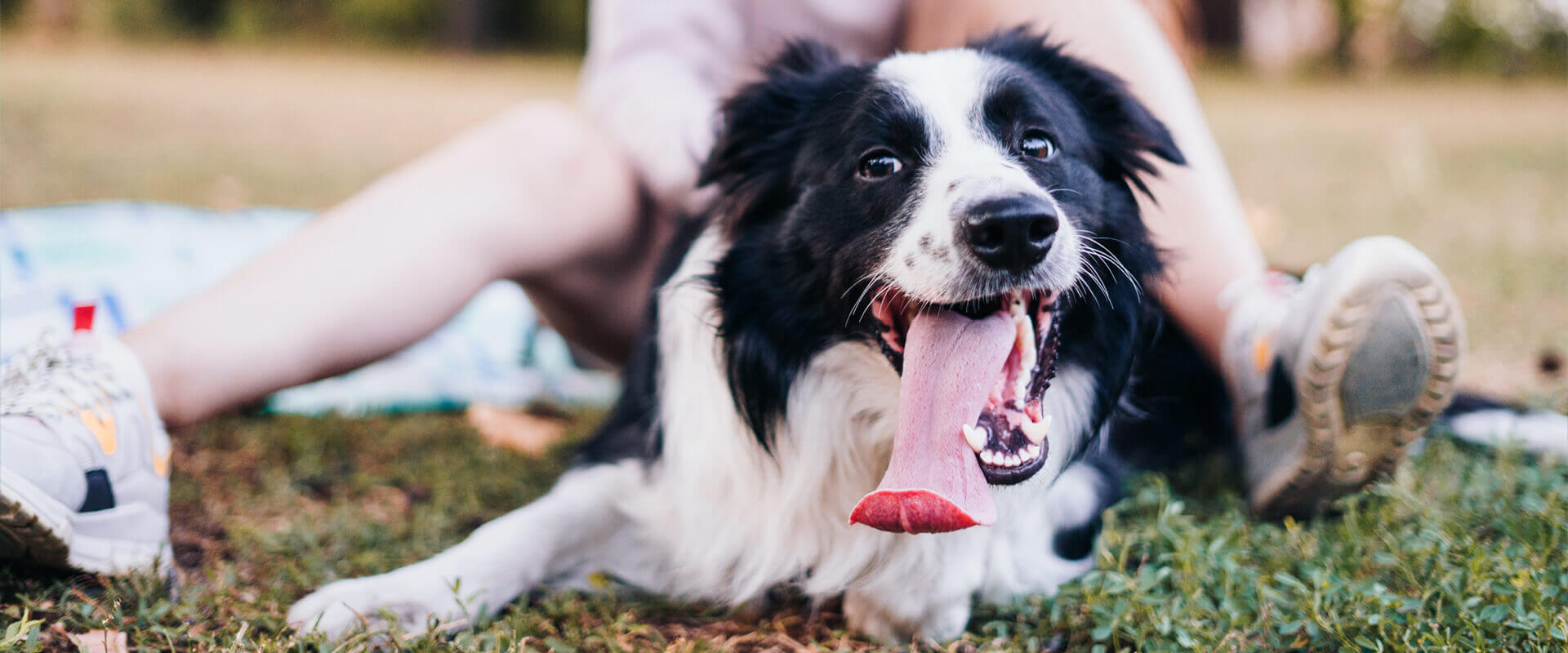 Black and white border collie with tongue out, lying on grass between persons legs