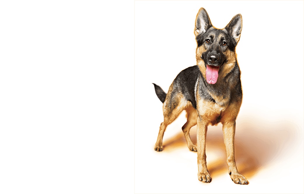 German Shepherd puppy