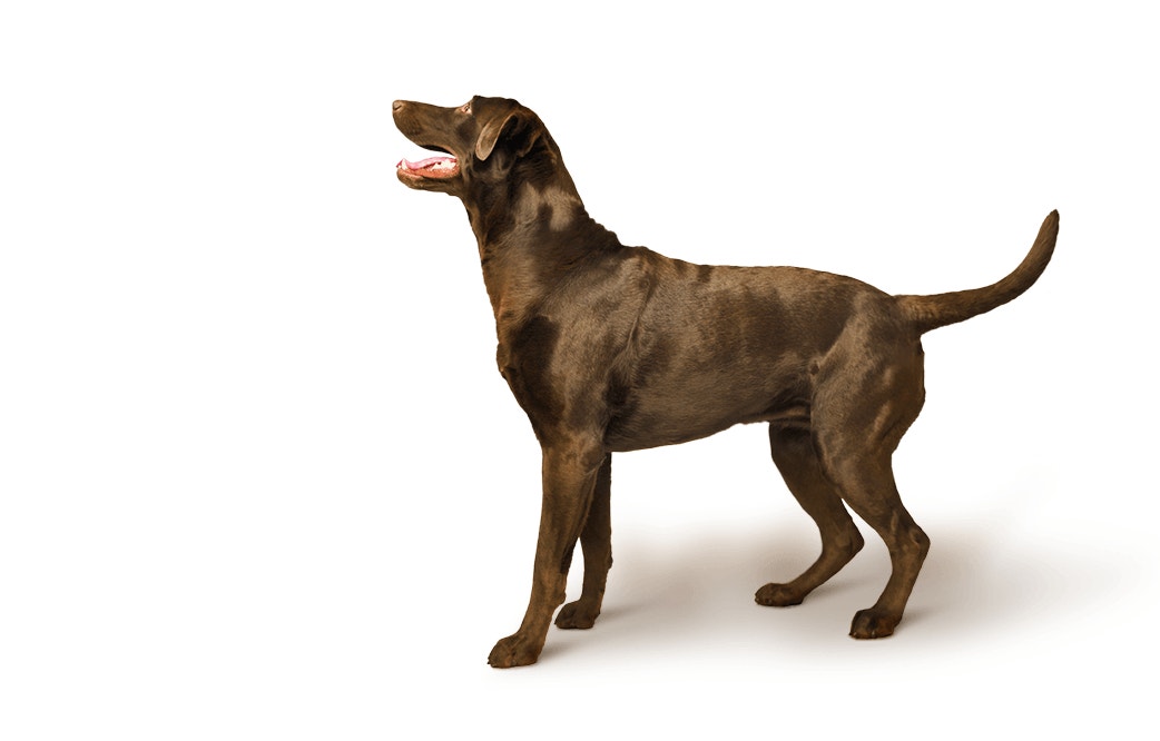 dog food transition hero