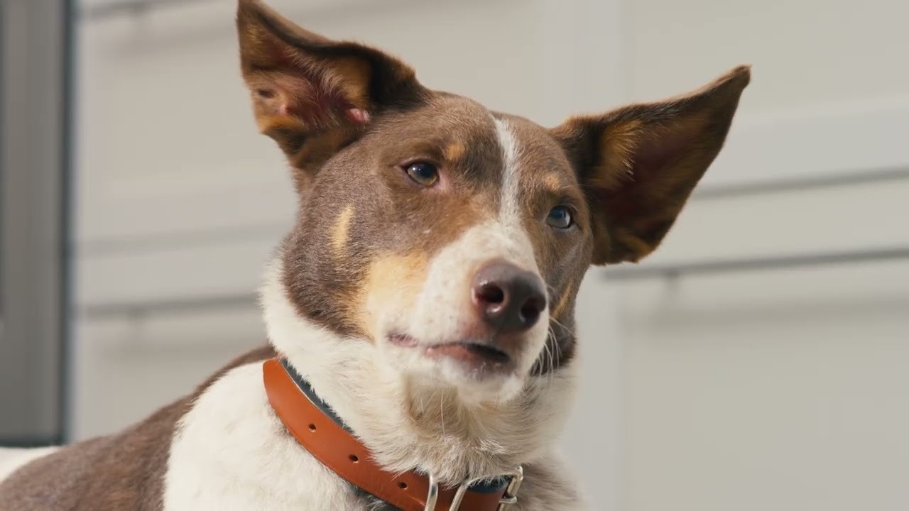  Buy One, Help Them video cover